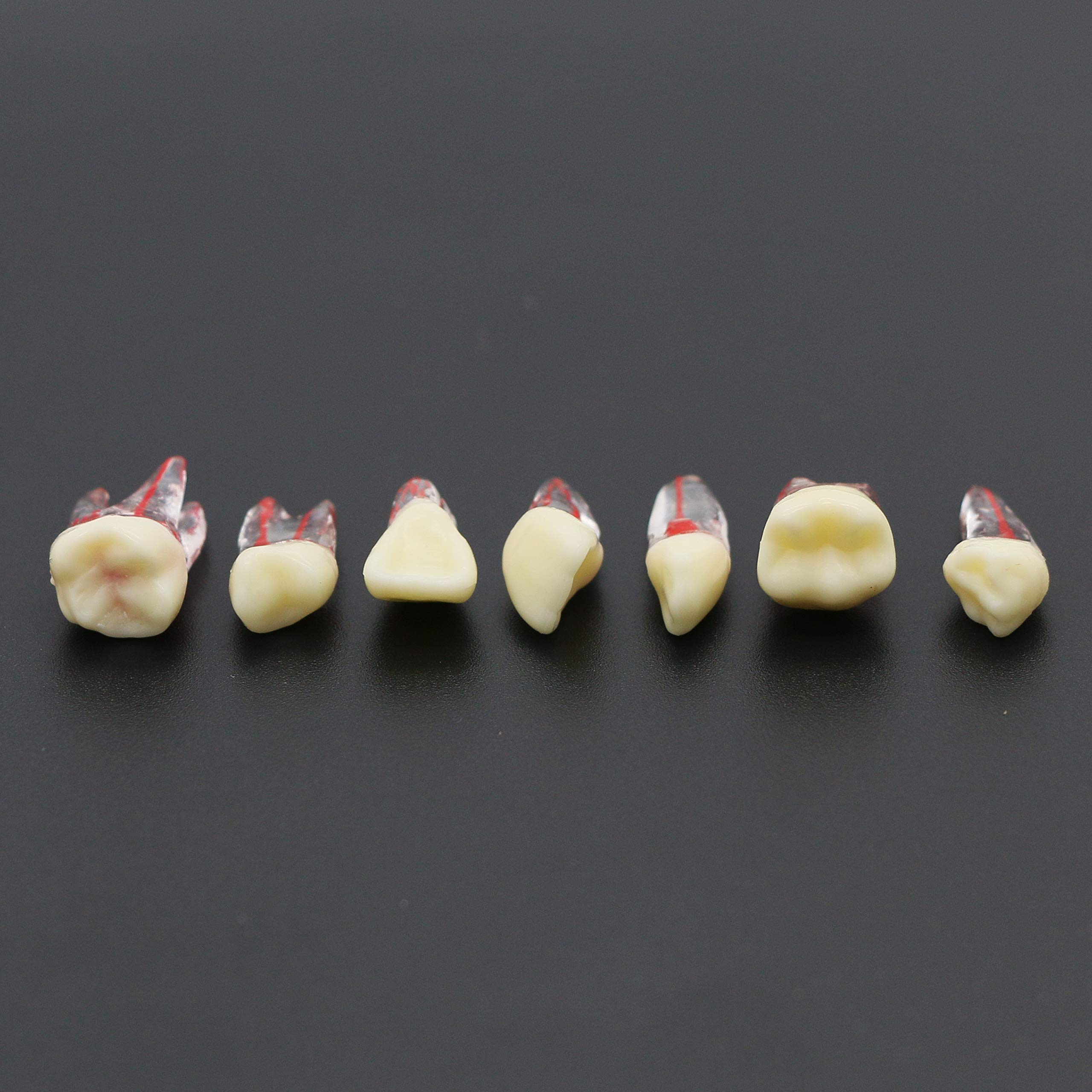 Endo Rct Denture Mua 7Pcs Dental Endodontic Root Canal RCT Practice Endo Teeth Tooth ...