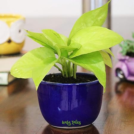 Leafy Tales Golden Money Plant Air purifier Live Plant in Blue Urn Ceramic Pot (Neon Leaves) | Home Indoor Plant