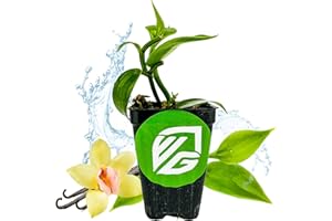 Vanilla Bean Orchid Live Plant - Vanilla planifolia by Wellspring Gardens - Fragrant Vanilla Beans, Versatile Vine, Tropical Elegance, Aromatic Treasure - Vanilla Bean Starter Plant