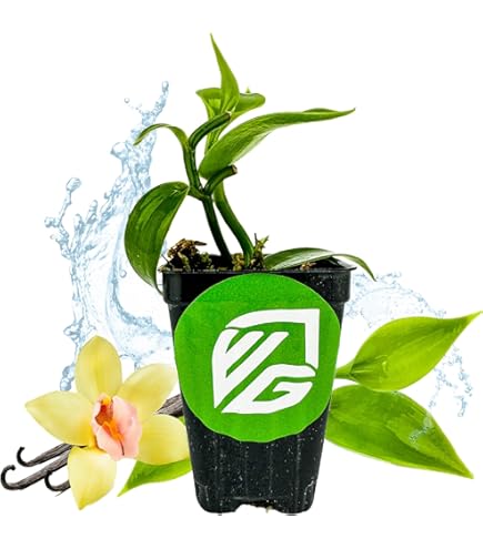 fiddle leaf fig tree for sale Bambino Fiddle Leaf Fig Tree - 14" Pot