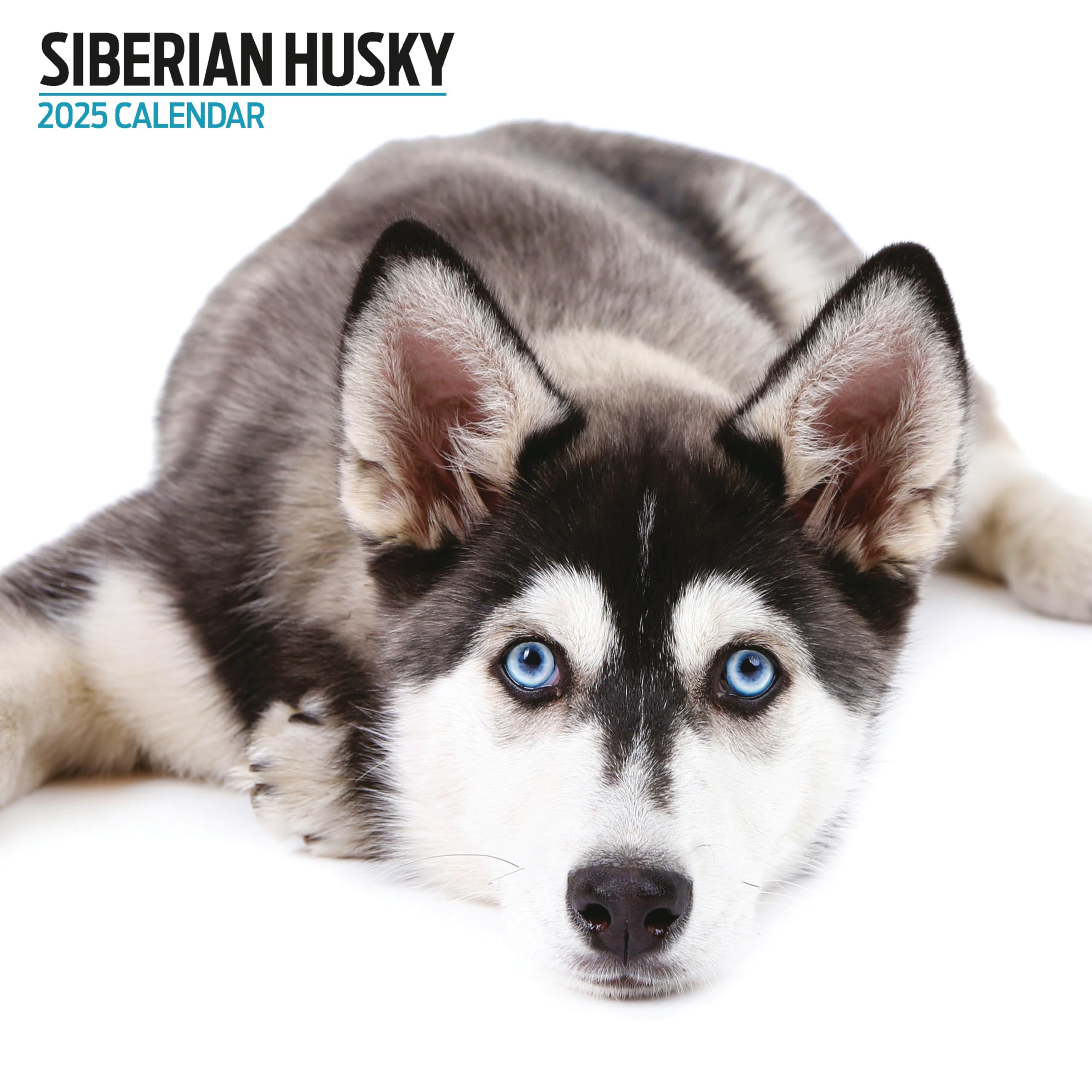 Siberian Husky 2025 Modern Calendar