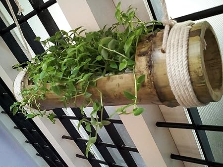 Naoetm Hanging Planter Stand - Pale Yellow To Green - Wooden