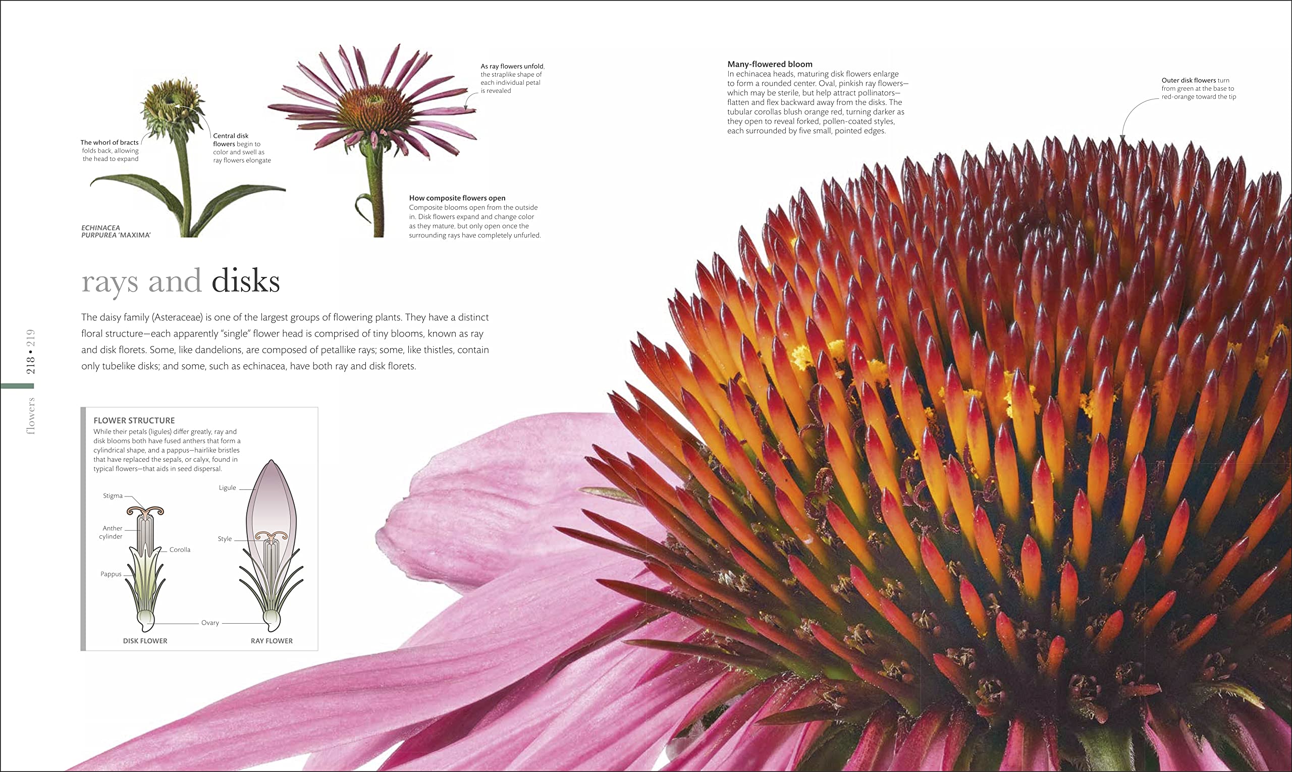 The Science of Plants: Inside Their Secret World (DK Secret World Encyclopedias)