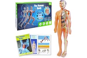 HADWYN 2024 New 3D Human Body Torso Model for Kid Anatomy Model Skeleton, Scientific Anatomical Human Skelton Model with Removable Parts, DIY Skeleton Children Early Learning Tool