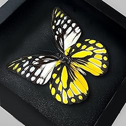 2 Real Framed Butterflies Insect Black Wood Frame