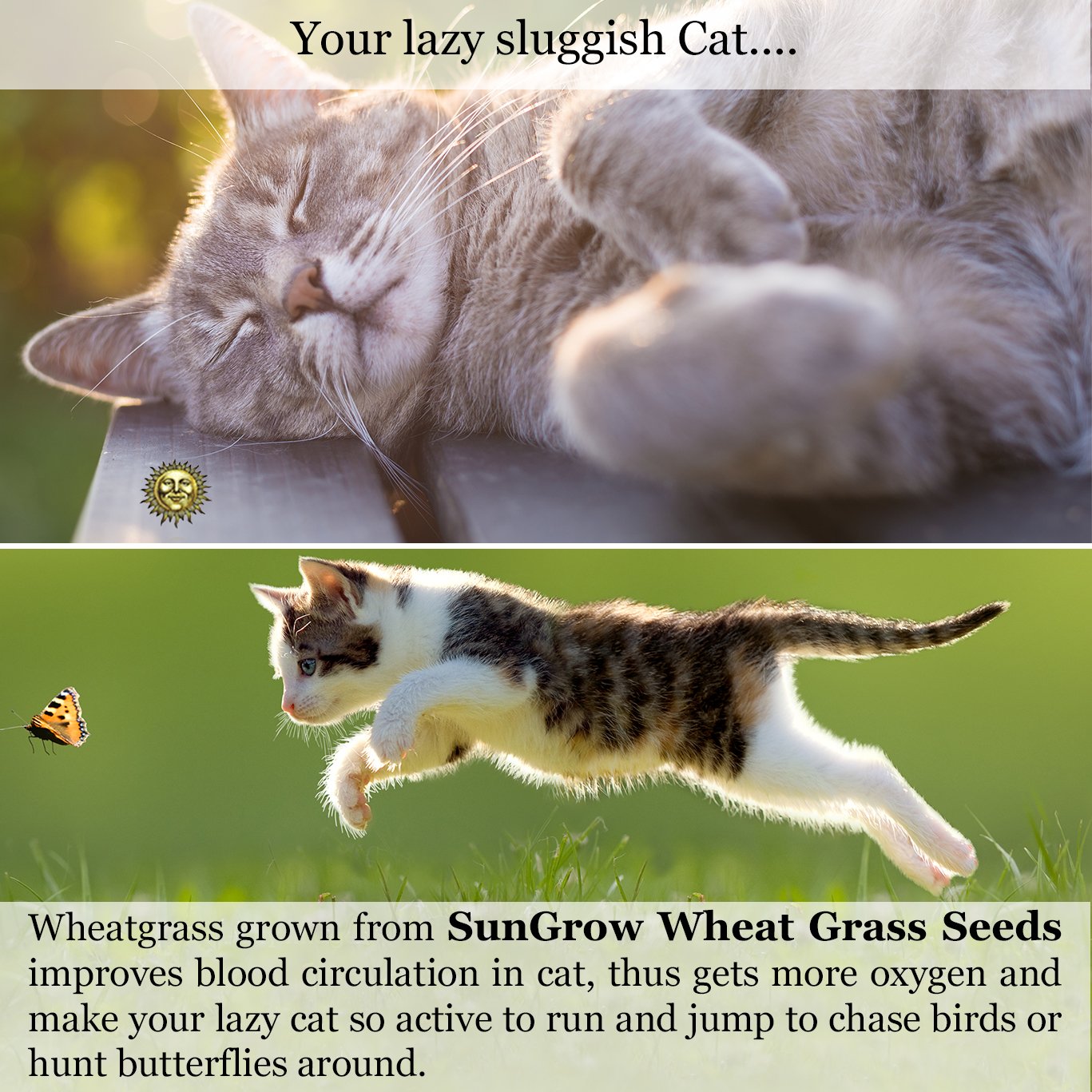 Wheatgrass Seeds for Cats by SunGrow - Aids faster digestion - Prevents furballs - Rich in essential amino acids - Fast, Thick and Easy growth Petgrass - Organic Non GMO seeds - 100 seeds per pack