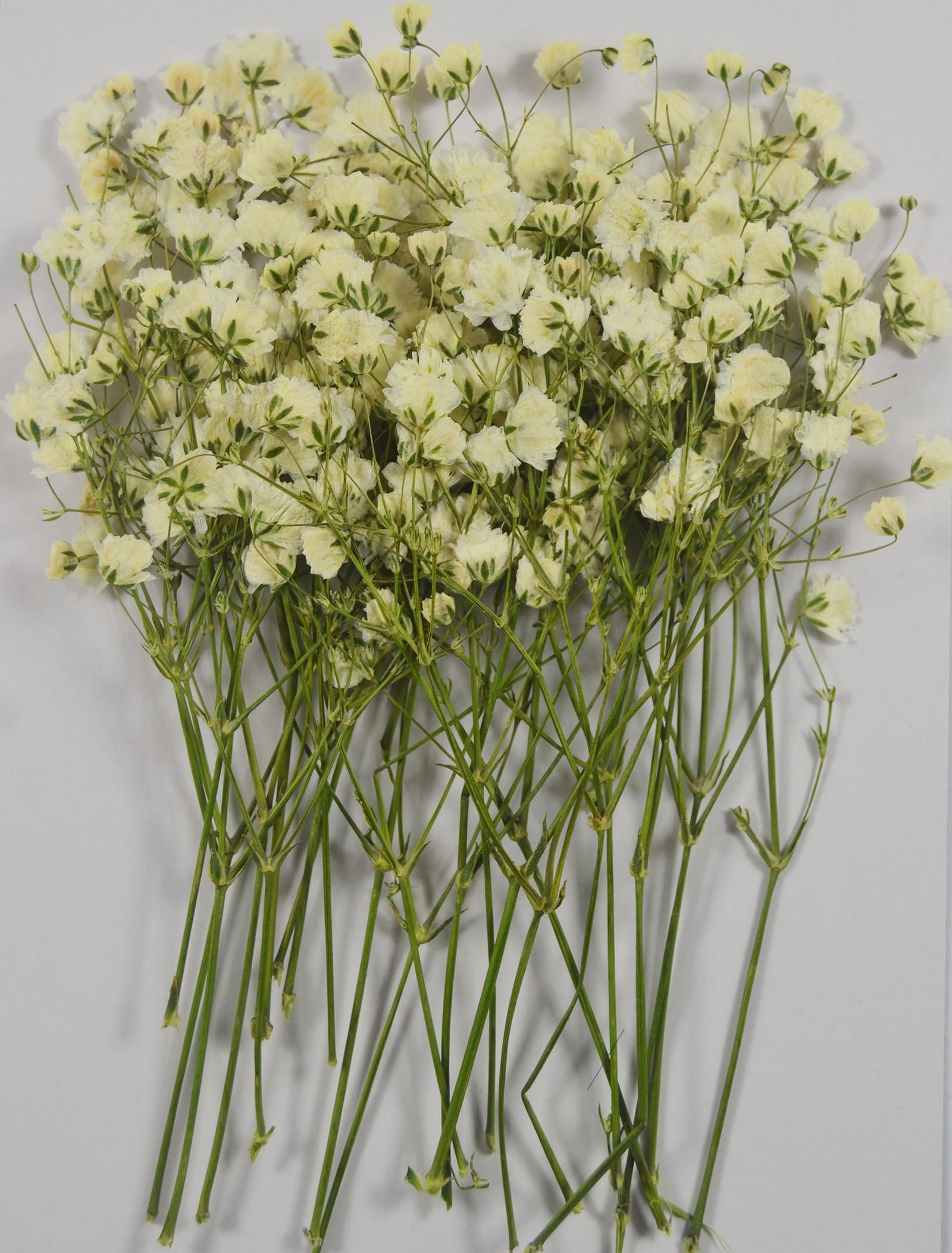 Photo 1 of 25 pcs Real Pressed Dried Flowers Mini White Gypsophila Baby's Breath for Wedding Invitation Resin DIY Art Floral Decors