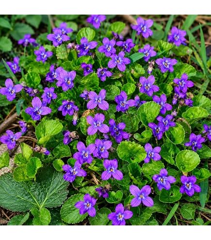 Amazon.com : Sweet Violet Seeds (Viola odorata) Packet of 40 Seeds : Patio,  Lawn & Garden