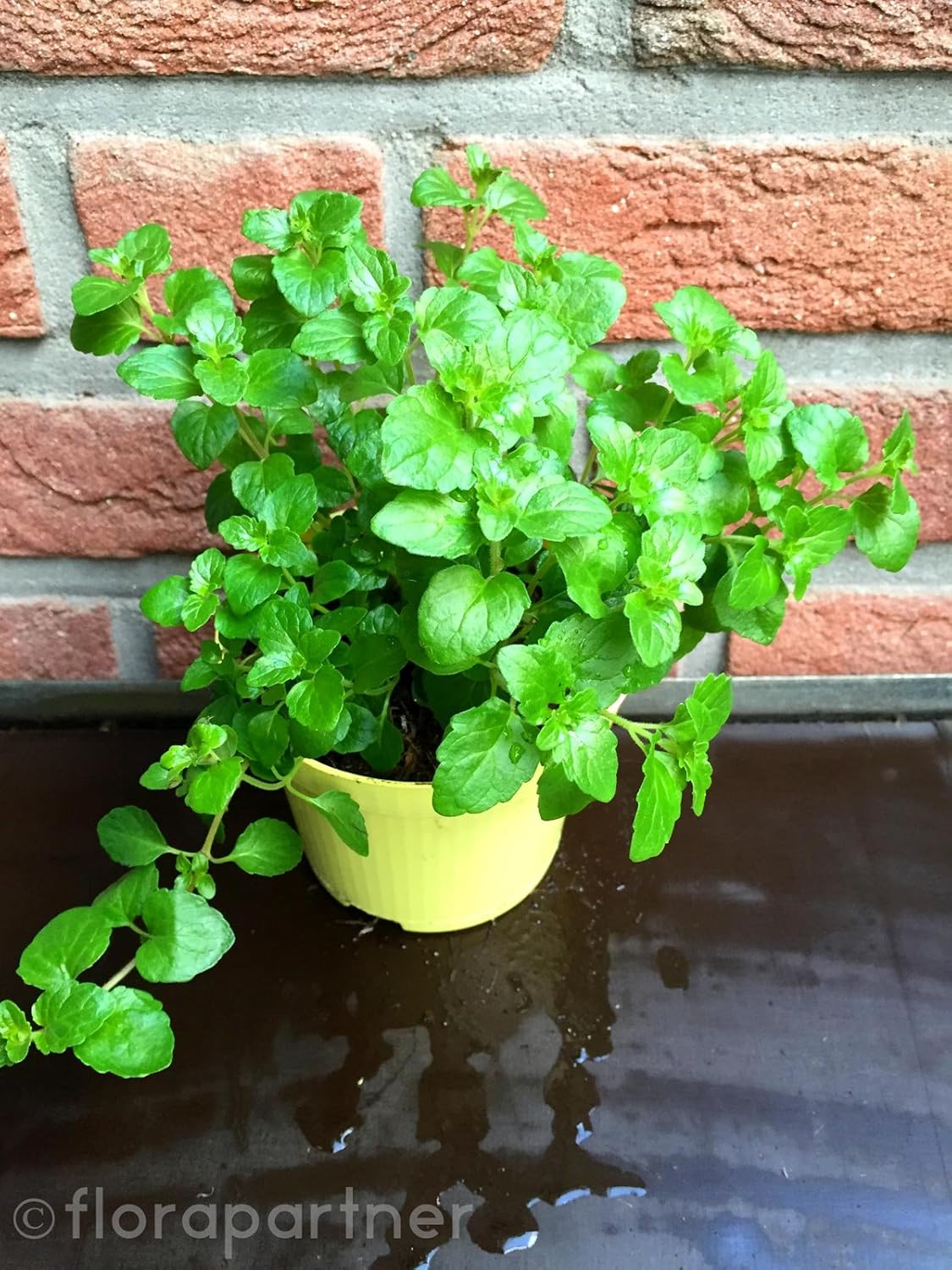 Indian Mint Hängeminze Satureja douglasii Kräuter Pflanzen 2stk