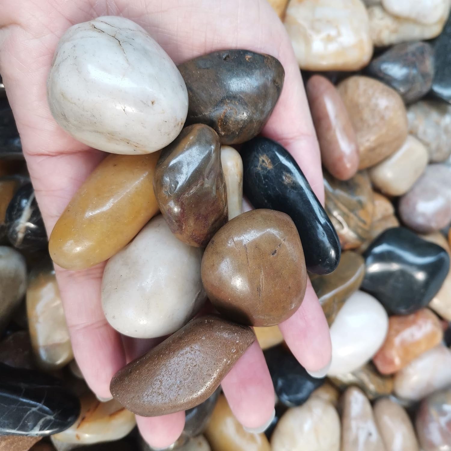 Hardscaping Materials - River Stones, Plants, Gardens, Landscapes, Succulents, Highly Polished Decorative Pebbles in Shapes and Sizes from 1-3 inches. (10LB, 1)