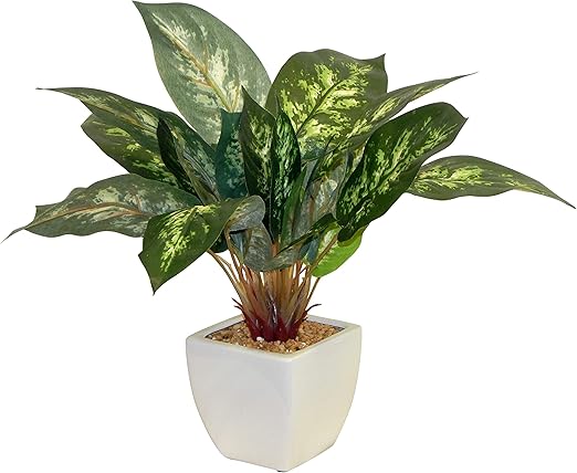 Amazon Com Ella And Lulu Dieffenbachia Floor Plant Beautiful