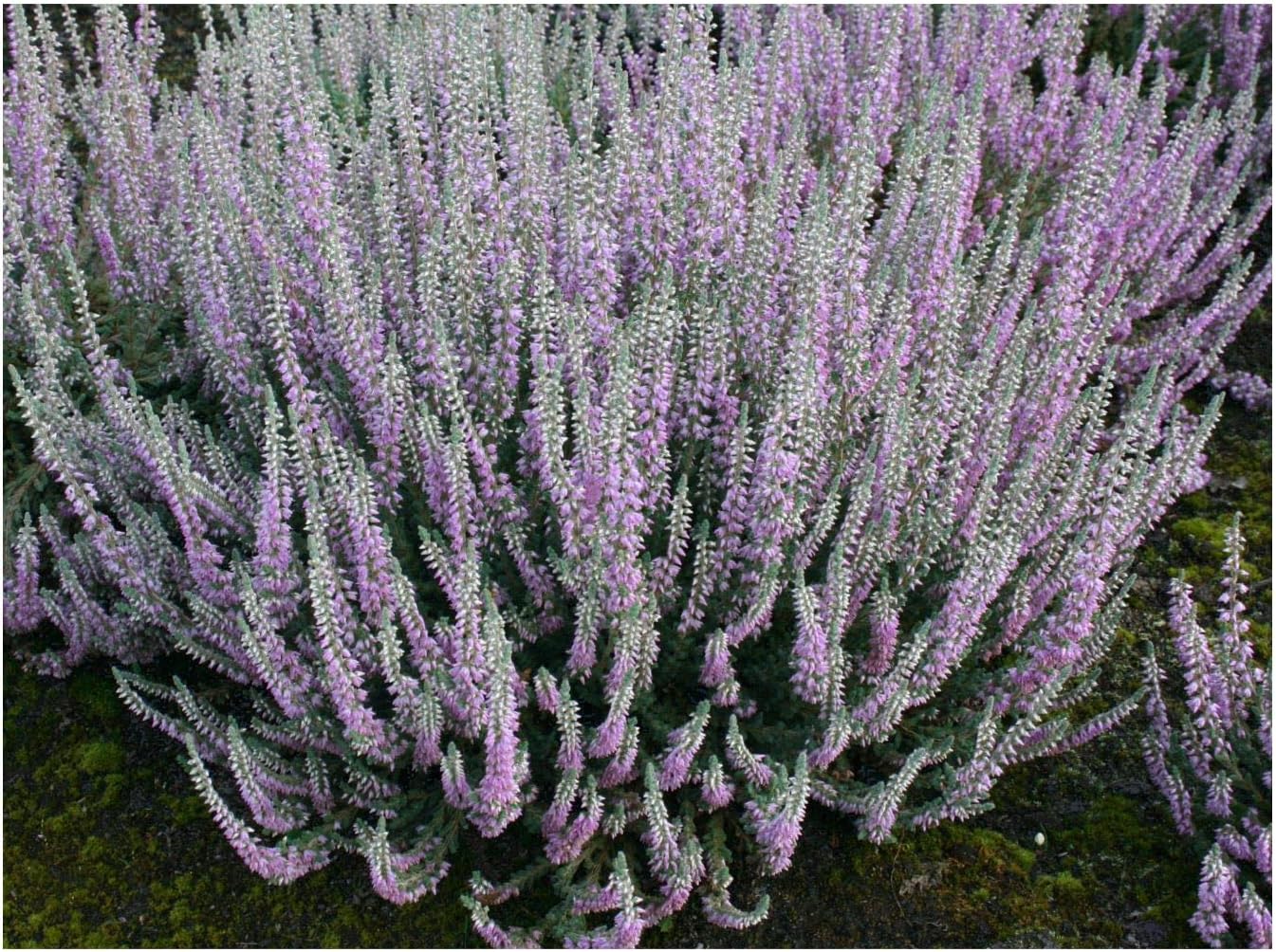 9cm Pot Heather Calluna Vulgaris Silver Knight Summer Autumn Flowering Upright Form Wooly Silver Foliage 4 Pack Pink Flowers Outdoor Plants Ecog Hedges Shrubs 9cm Pot Heather Calluna Vulgaris Silver Knight Summer Autumn Flowering Upright Form Wooly Silver Foliage 4 Pack Pink Flowers Outdoor Plants Ecog Hedges Shrubs