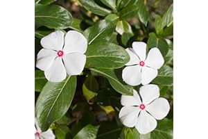 Outsidepride Periwinkle Vinca Bright Eyes Garden Flowers & Ground Cover Plants- 2000 Seeds