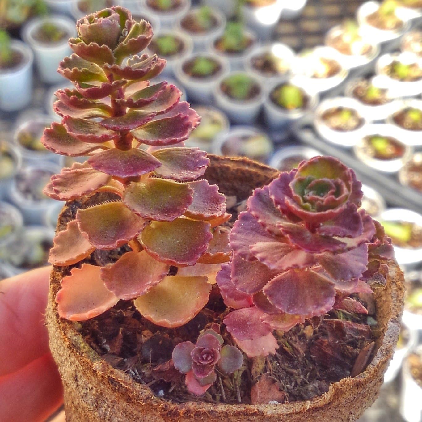 Amazon Com Fireglow Or Dragon S Blood Stonecrop Sedum Spurium Fuldaglut Starter Plant Garden Outdoor