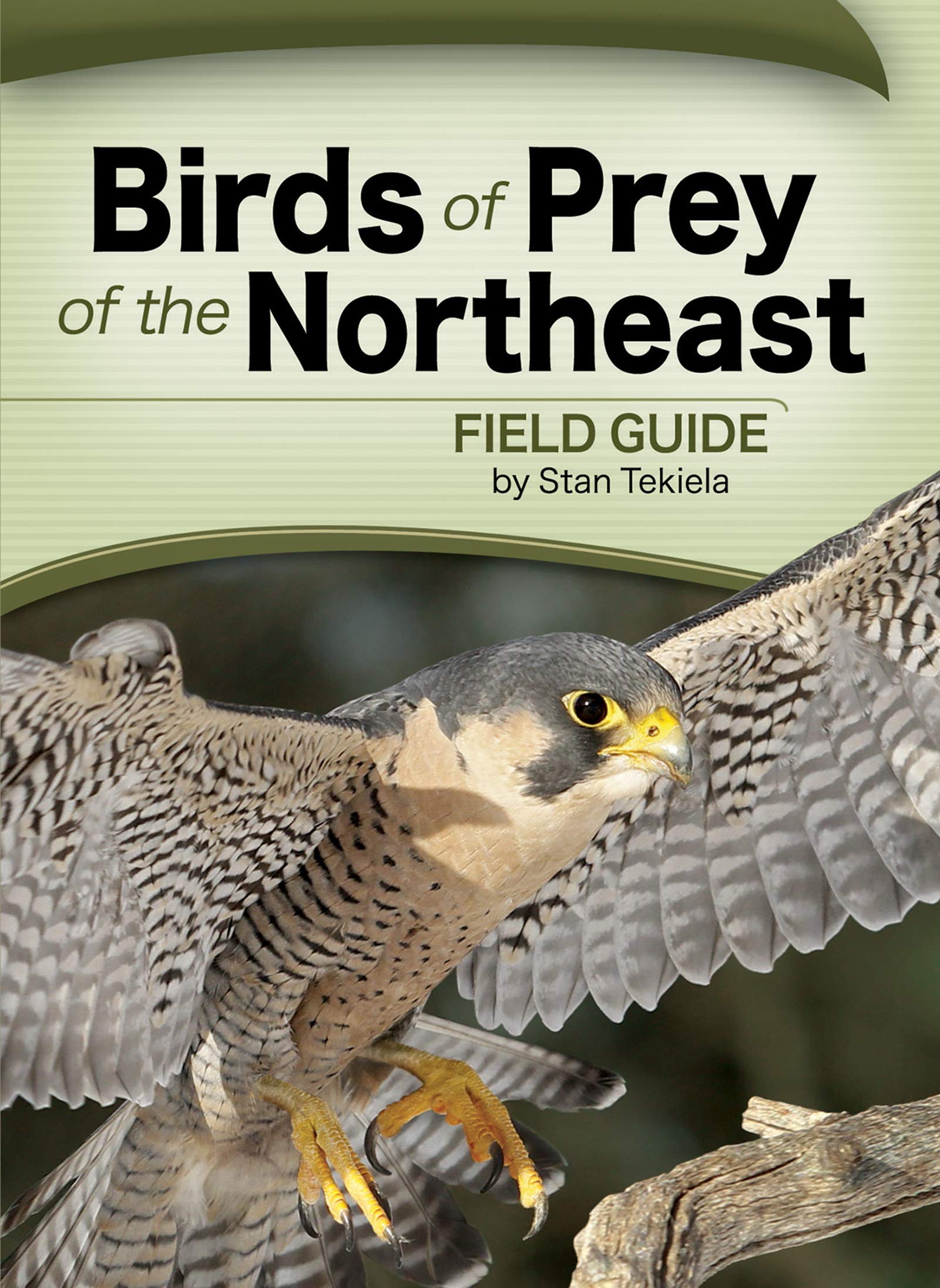 Birds Of Prey Of The Northeast Field Guide Bird Identification Guides Tekiela Stan 9781591933168 Amazon Com Books