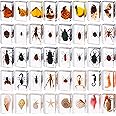 40 Pcs Insect in Resin Specimen Bugs Collection Paperweights Real Bugs in Resin Various Insect Specimen for Kids Scientific Educational Supplies