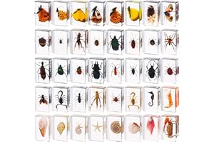 HANDEPO 40 Pcs Insect in Resin Specimen Bugs Collection Paperweights Real Bugs in Resin Various Insect Specimen for Kids Scientific Educational Supplies