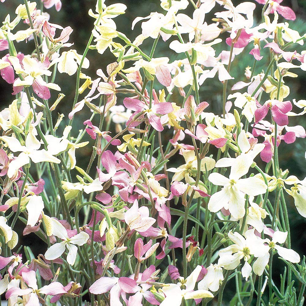 Night Scented Stock Evening Fragrance Mixed Seeds – Pack of 300 Seeds – SOW Direct INTO Your Garden – Easy to Grow – Delightful Scent on a Summer Evening – for Your Home Garden
