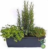 Starter Set Fleischfressende Pflanzen - 5 Pflanzen: Amazon