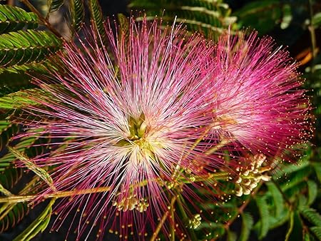 Amazon Com 30 Seeds Mimosa Pink Silk Tree Seeds Albizia Julibrissin Cold Hardy Fragrant Fast Garden Outdoor
