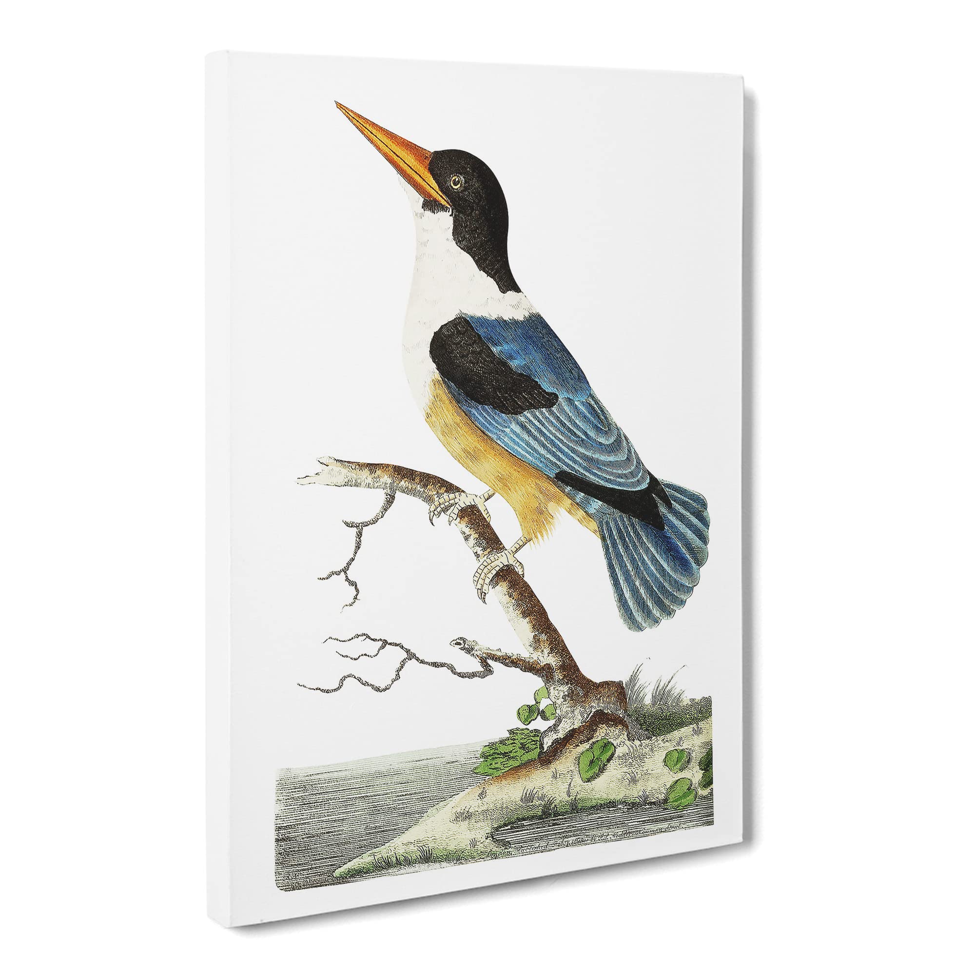 Blue Kingfisher By George Shaw Canvas Print | Gallery Wrapped 30mm Frame Wall Art | 20x14 inches | Ready to Hang | Retro Bird Picture | Living Room Bedroom Lounge Office