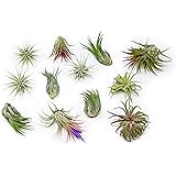 12 Pack Assorted Ionantha Air Plants - Wholesale and Bulk - Succulents - Live Tillandsia - Easy Care Indoor and Outdoor House