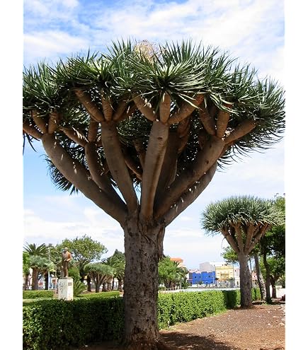 london bonsai Torulosa Juniper London Pine Live Bonsai Suitable Plant With Pot –  GreenParadiseLive