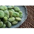 Broad Windsor Pole Fava Bean Seeds - Non-GMO