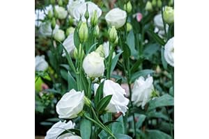 Outsidepride 50 Seeds Annual Lisianthus White Sapphire Double Flower Seeds for Planting