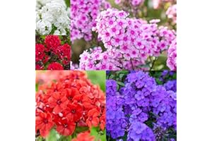 1000+ Creeping Phlox Seeds for Planting - Bright Mixed Phlox Seeds Creeping P...