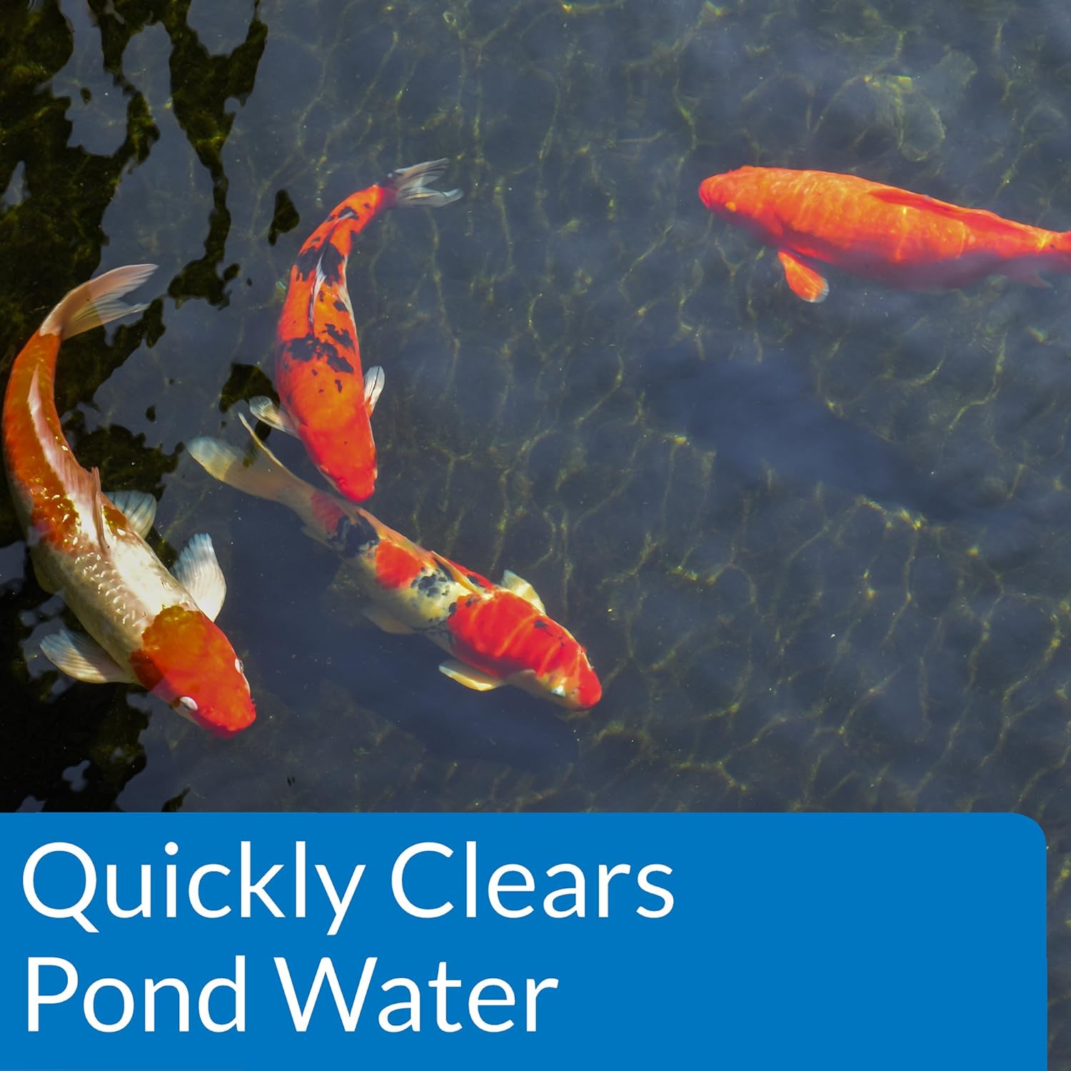 PondCare POND ACCU-CLEAR Pond Water Clarifier 32-Ounce Bottle (142G), Black : Pond Water Treatments : Garden & Outdoor