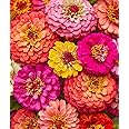 Burpee Cut & Come Again Zinnia Seeds 175 seeds