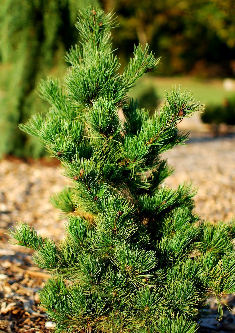 Banshosho Japanese Black Pine 3 Year Graft Tree Plants