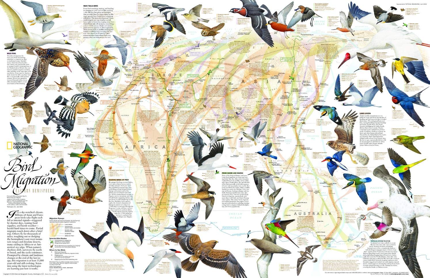National Geographic: Bird Migration Wall Map, Eastern Hemisphere Wall Map - 31.25 x 20.25 inches - Paper Rolled