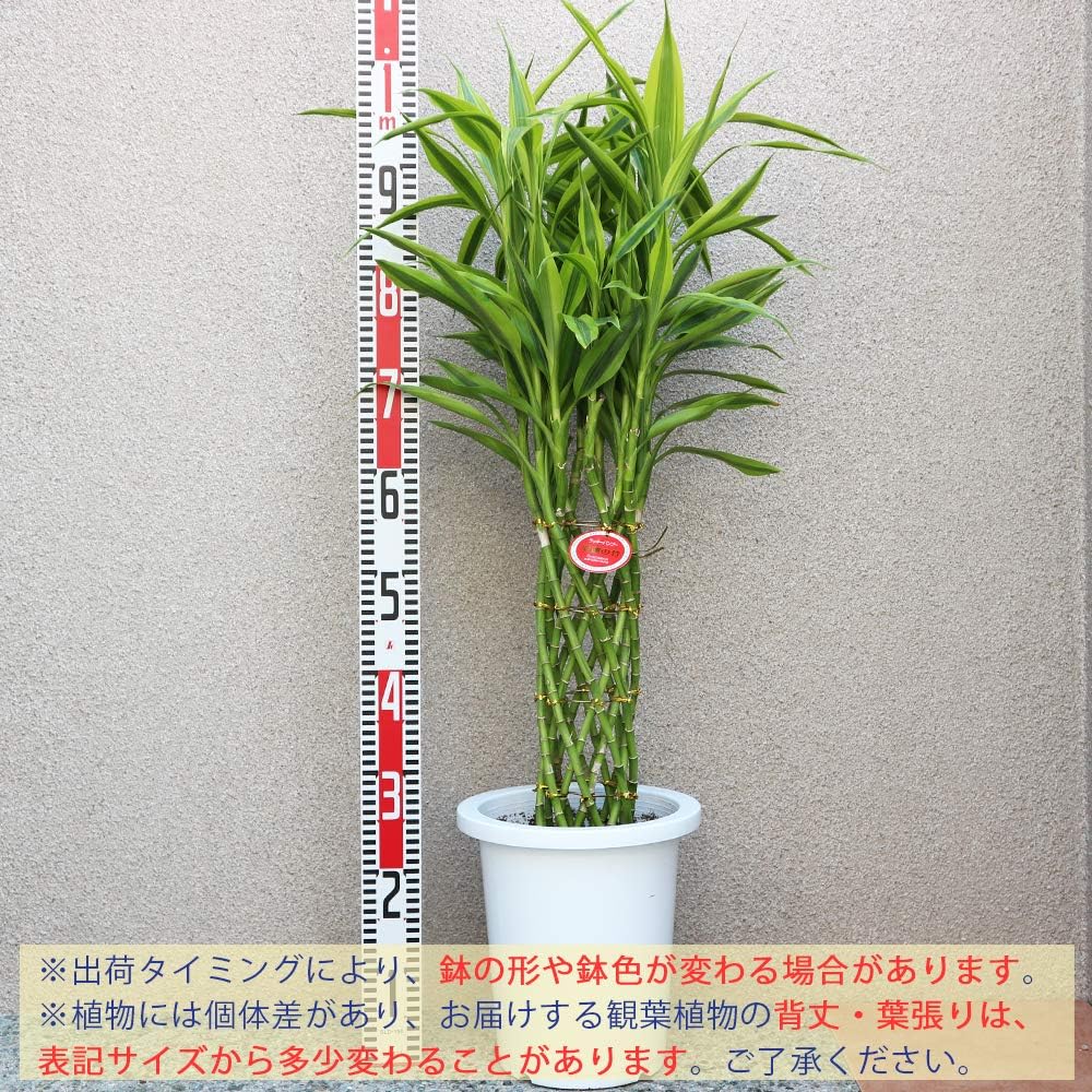Amazon Co Jp ドラセナ サンデリアーナ ゴールド ラッキーバンブー 観葉植物 中型 8号プラスチック鉢 鉢底からの高さ 約100cm 葉張り 約40cm 品種で選べる観葉植物 リビングやオフィス向きサイズ 1個 サンデリアーナの中でも明るい斑入り葉が