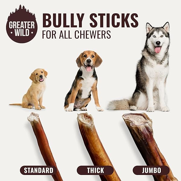 GREATER WILD 6 INCH BULLY STICKS DOG TREATS, 15 PACK, STANDARD THICKNESS – SINGLE INGREDIENT 100% ALL NATURAL BEEF, LONG LASTING DOG CHEWS