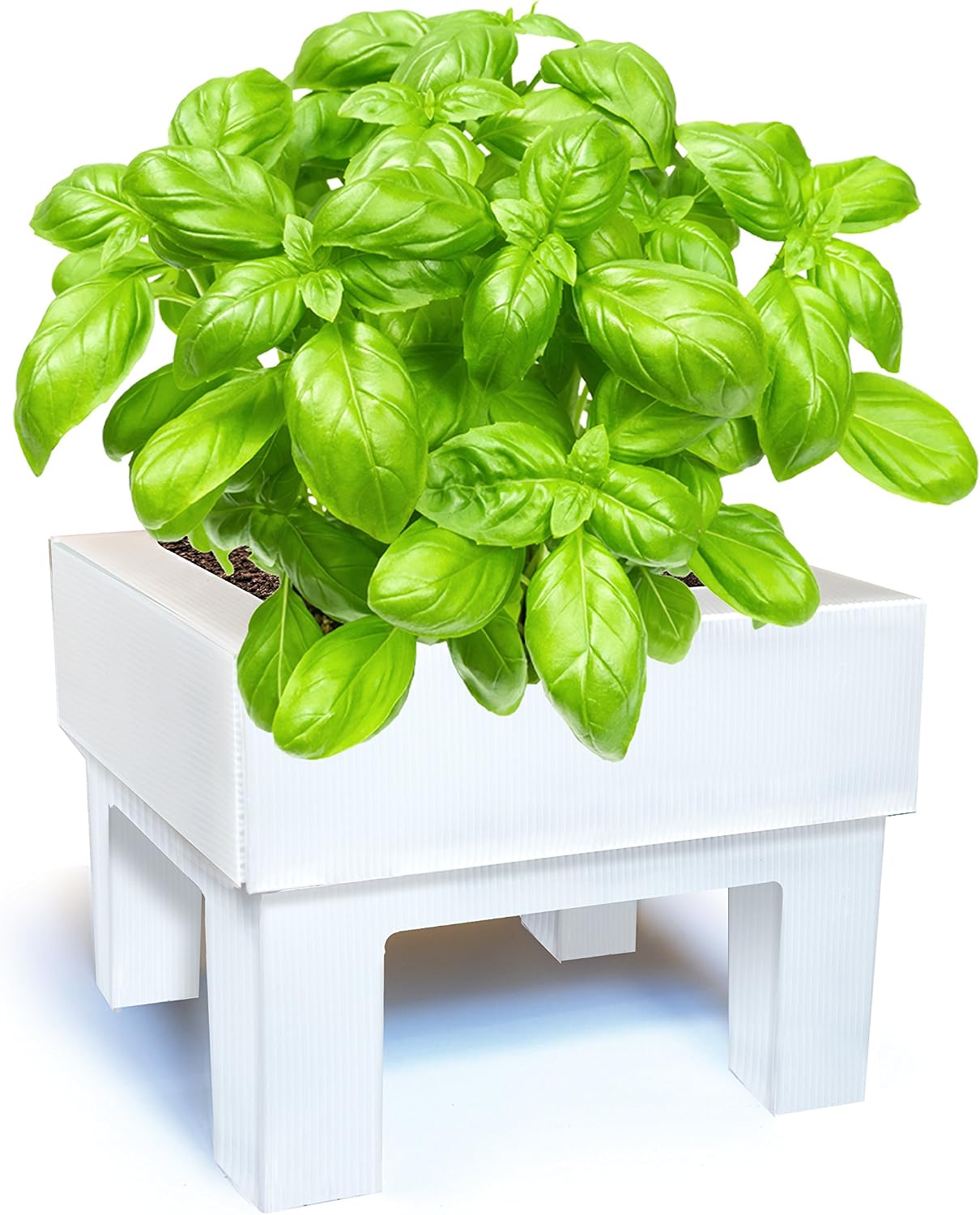 SeedBox SBMCUAL Huerto urbano Cultívame mini - albahaca, 17x4x17 ...