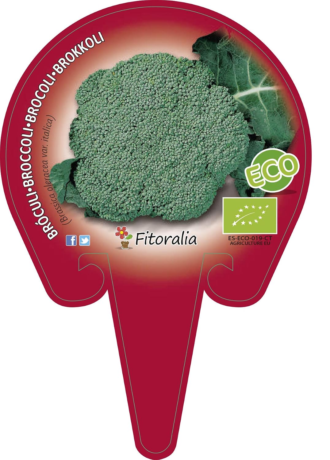 Pack Brócoli 12 Ud. ECO: Amazon.es: Jardín