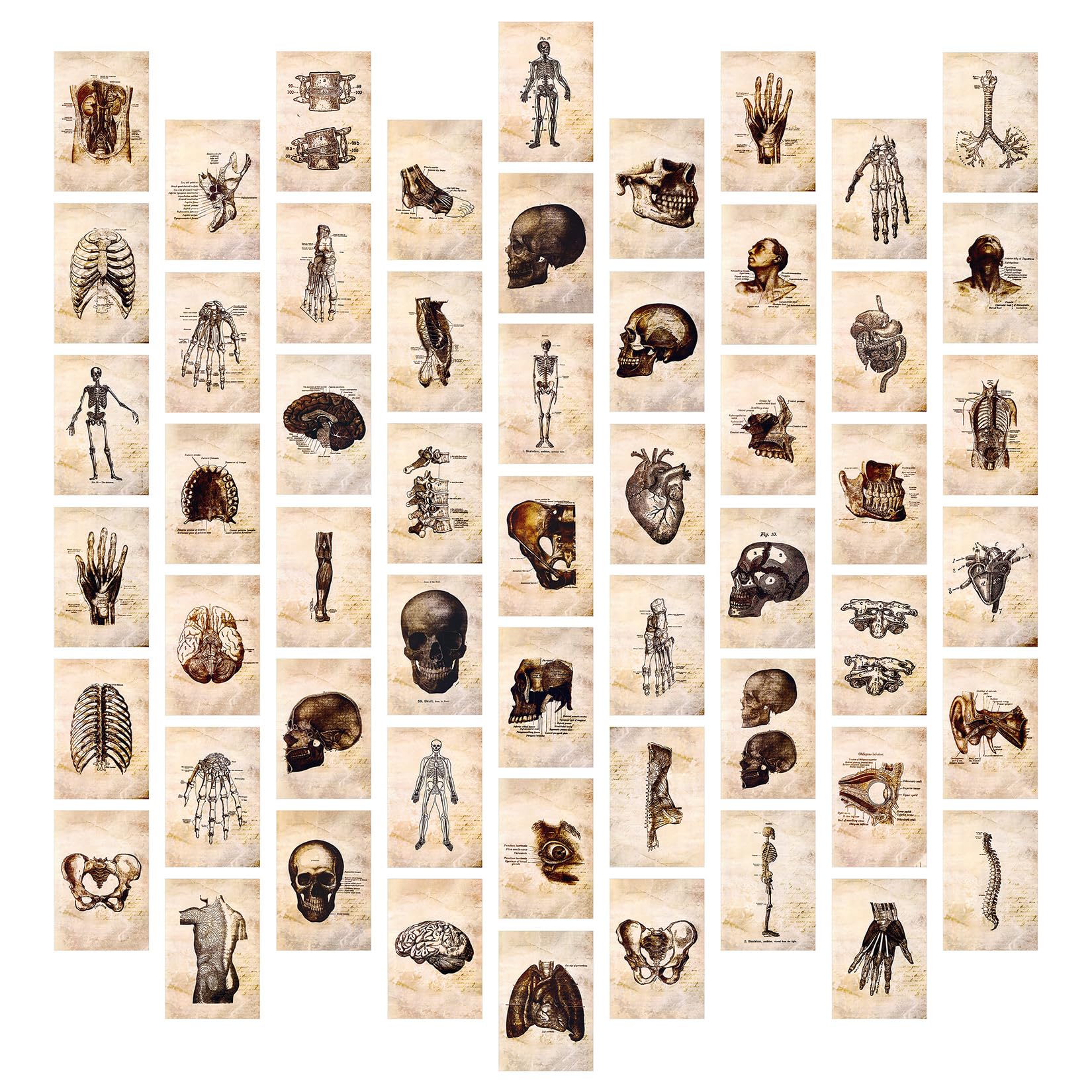 Vintage Art Wall Collage Kit Posters for Room, (55 Pcs 4x6 inch) Gothic Home Decor Dark Academia Human Body Poster Aesthetic Pictures Art Prints for Wall Decor
