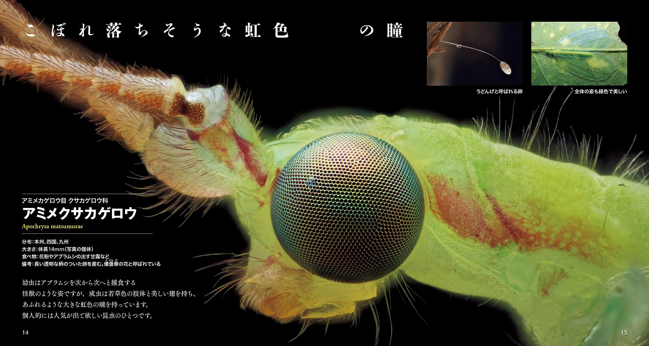 美しき小さな虫たちの図鑑 原 有正 本 通販 Amazon