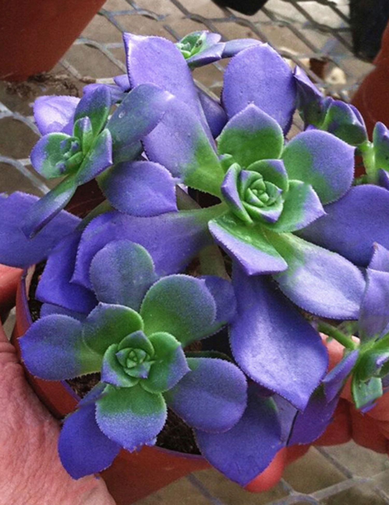 Youcoco New Nice Adorable Flower Fragrant Blooms Succulents Jeweled Flower Seeds