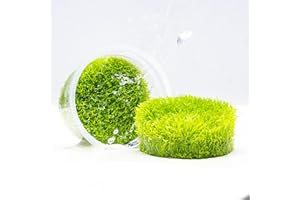 SubstrateSource Live Plant - Utricularia Graminifolia Tissue Culture Aquatic Live Aquarium Plant Grass Carpet for Aquascape - 100% Snail Free in Vitro Cup (Utricularia Graminifolia)