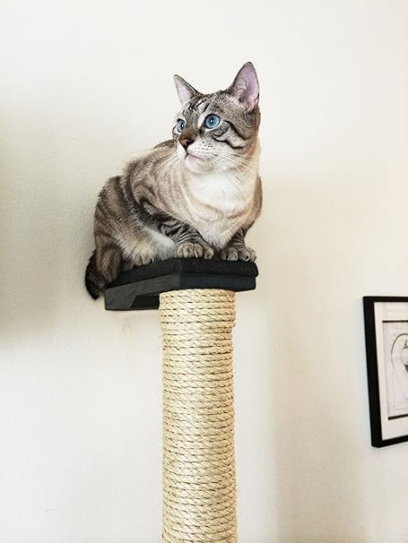 cat climbing pole