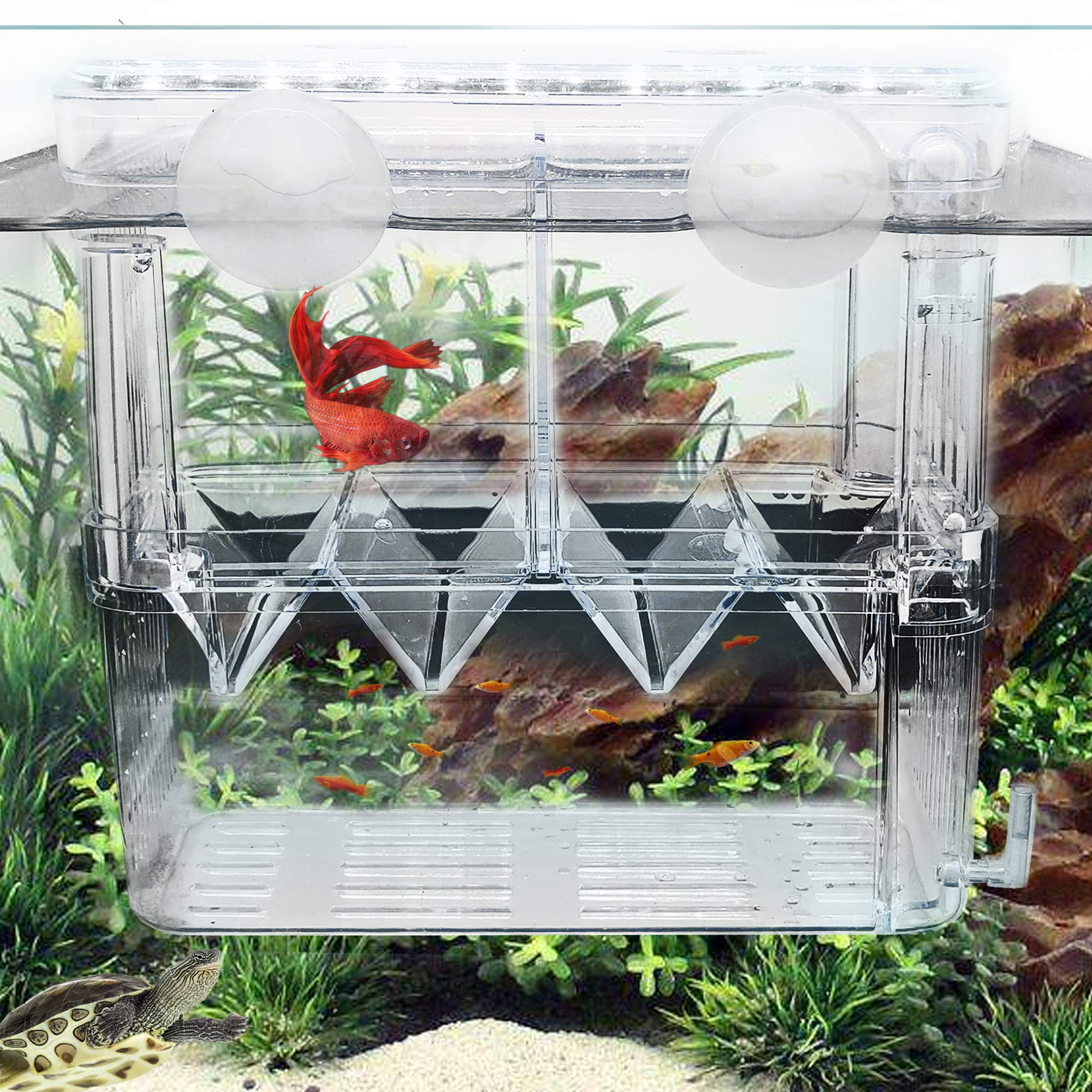 Buy Fortunestar Fish Breeding Box Aquarium Fish Tank Hatchery