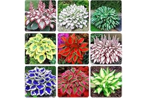 Hosta Seeds, Mix 200+pcs Perennial Hosta Flower Seeds for Planting Outdoors Garden Decoration