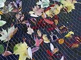 Blagdon Clearview Pond Cover Netting 3m x 2m Black Double Weave 6 Pegs view 7