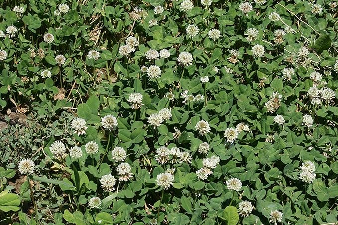 GEOPONICS semilla blanca holandesa del trÃ©bol * * cubierta de ...
