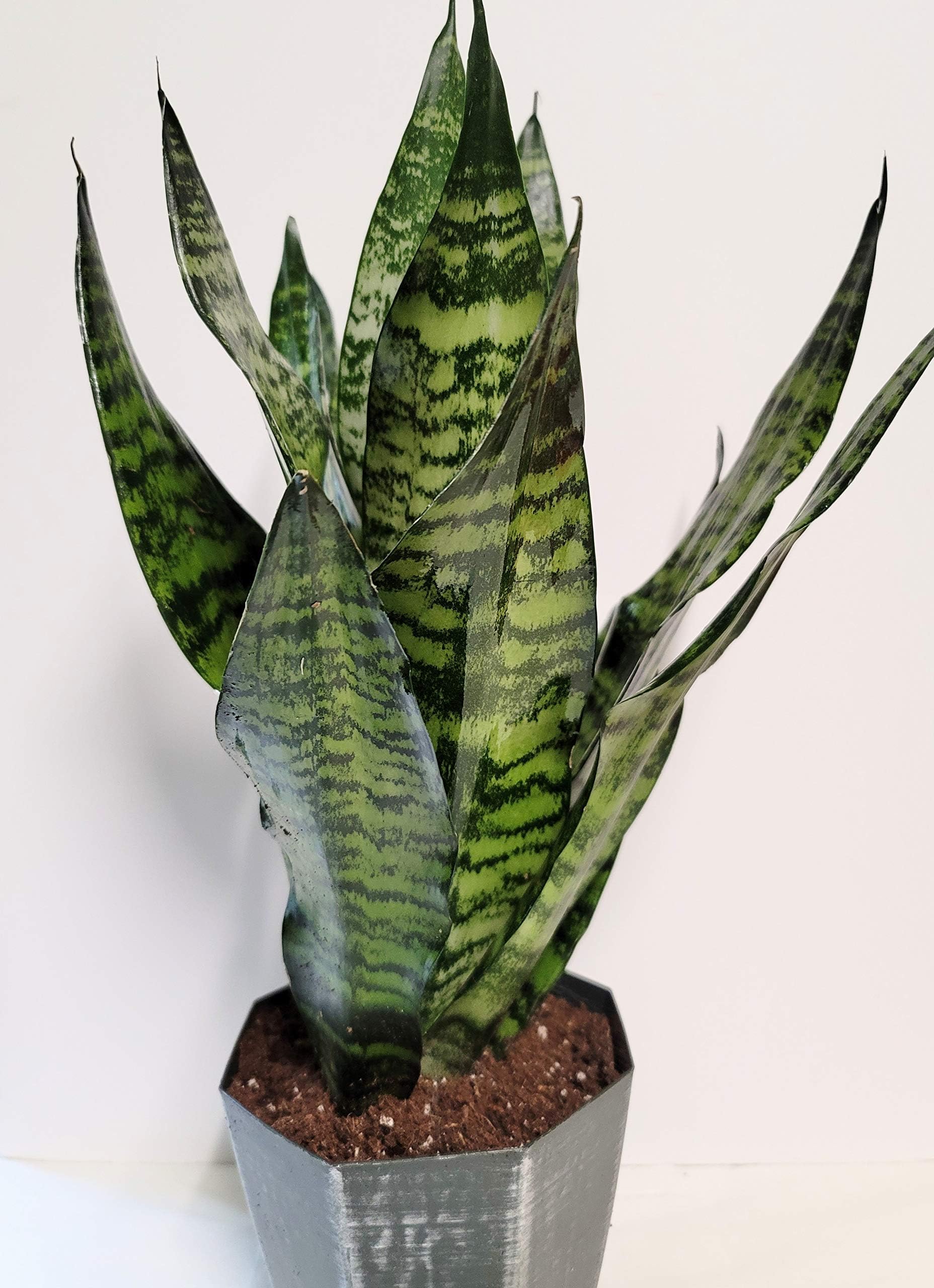 Large Green Sansevieria Snake Plant in a 6 inch decorative Planter.