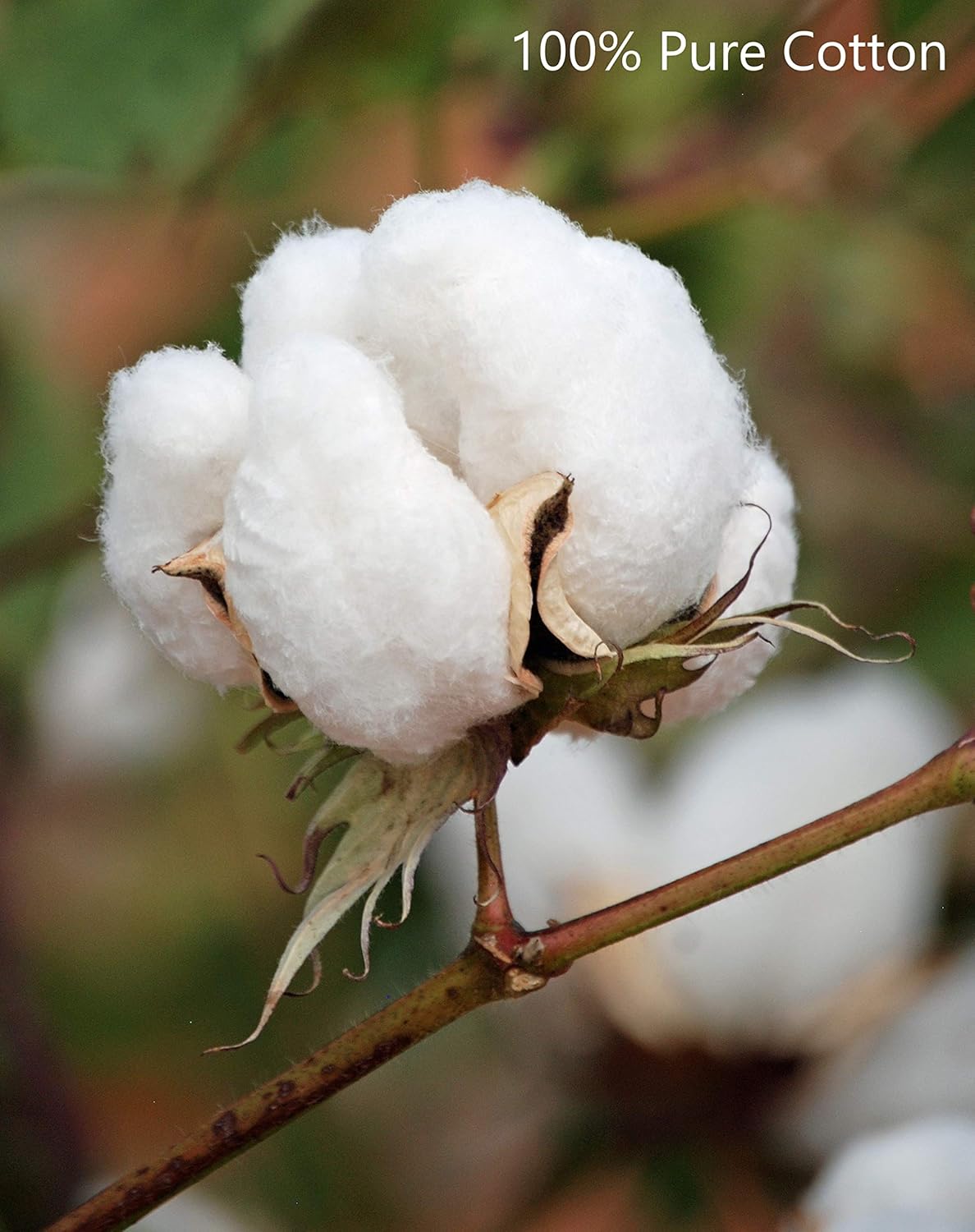 Glamburg Premium Cotton Oversized 2 Pack Bath Sheet 35x70 - 100% Pure Cotton - Ideal for Everyday use - Ultra Soft & Highly Absorbent - Machine Washable - Black: Kitchen & Dining