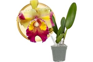 Better-GRO Cattleya Hybrid RLC. Rose Marie Callo, 4" Live Plant, Blooms in 6-12 Months with Proper Care, Bright Yellow and Pink Blossoms with Pink Lip, Hand-Selected by Master Growers